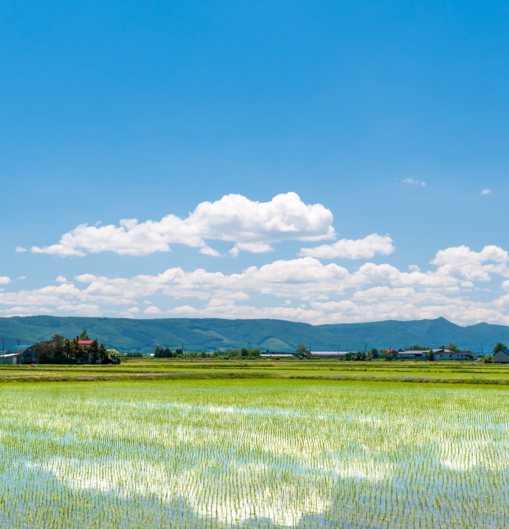 水田